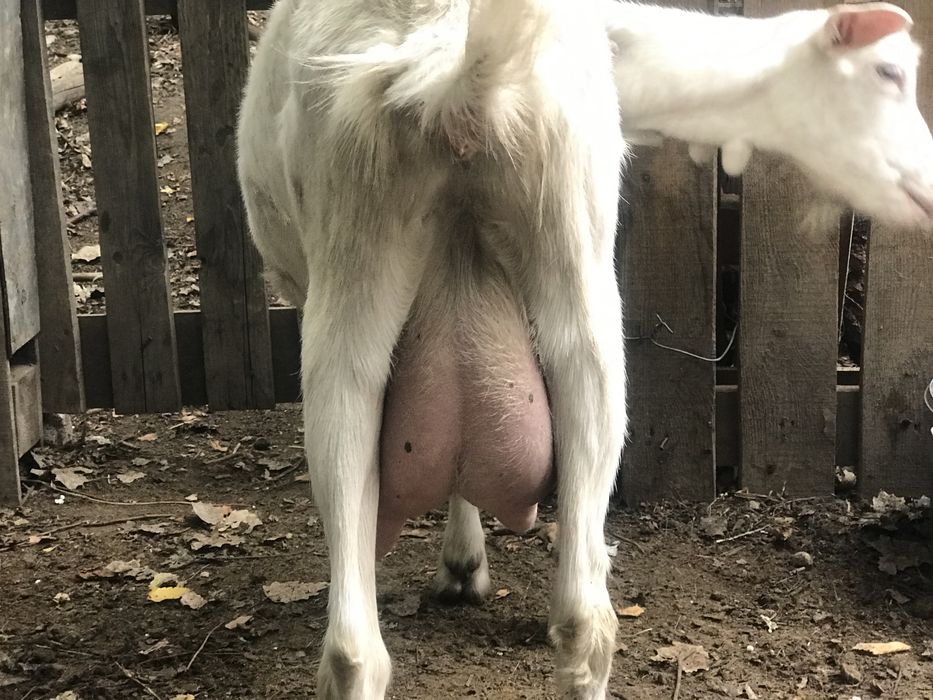 Продам две зааненские молочные козы.