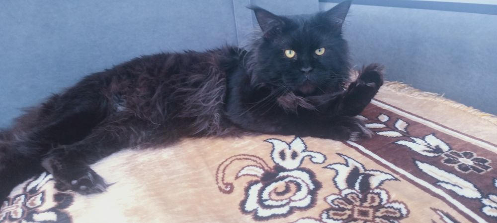 Мейн кун  кот для случки