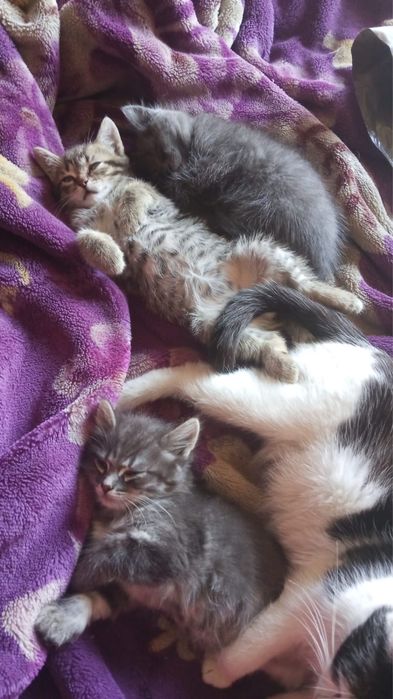 Котята в хорошие руки
