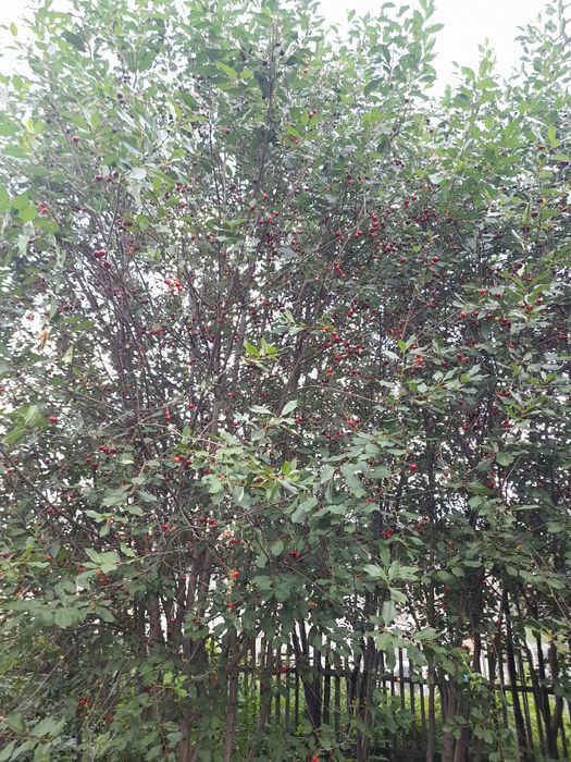 Вишня полусладкая дачная