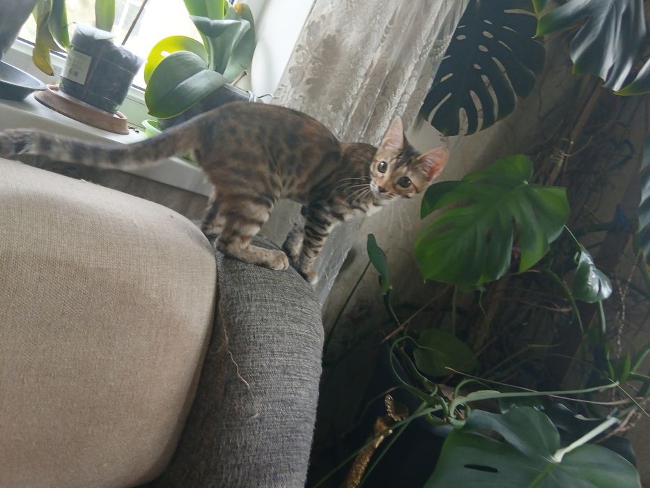 Бенгальский котёнок