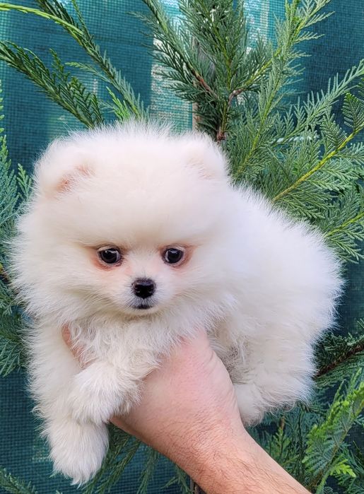 Померан-мини шпиц!!!