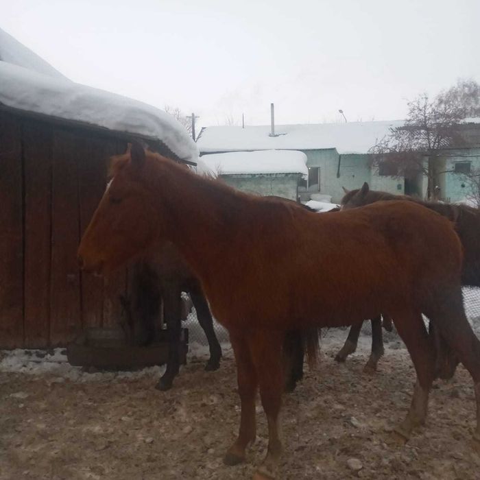 Продаются лошади!!!