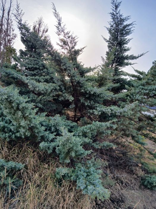 Продам елку можевельник