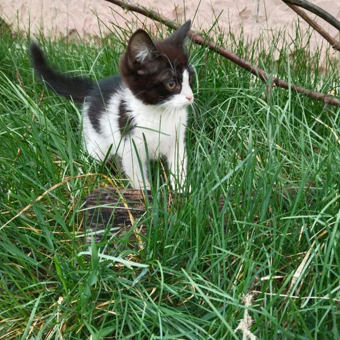 котенок в добрые руки