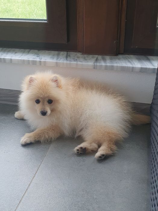 померан померански шпиц