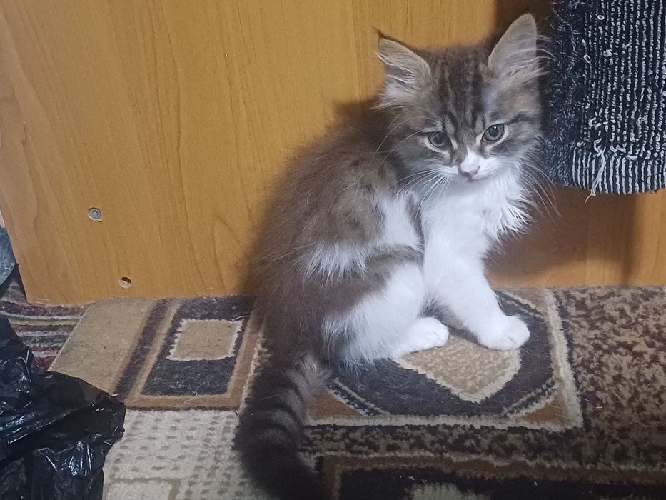 Котёнок ищет хозяина