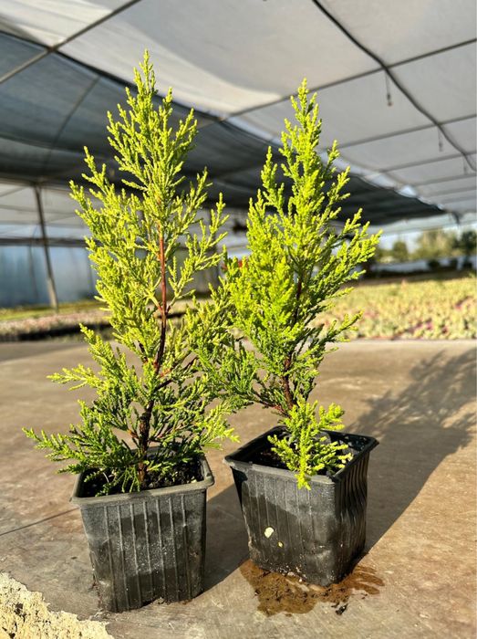 Сенсы кипарисовников.