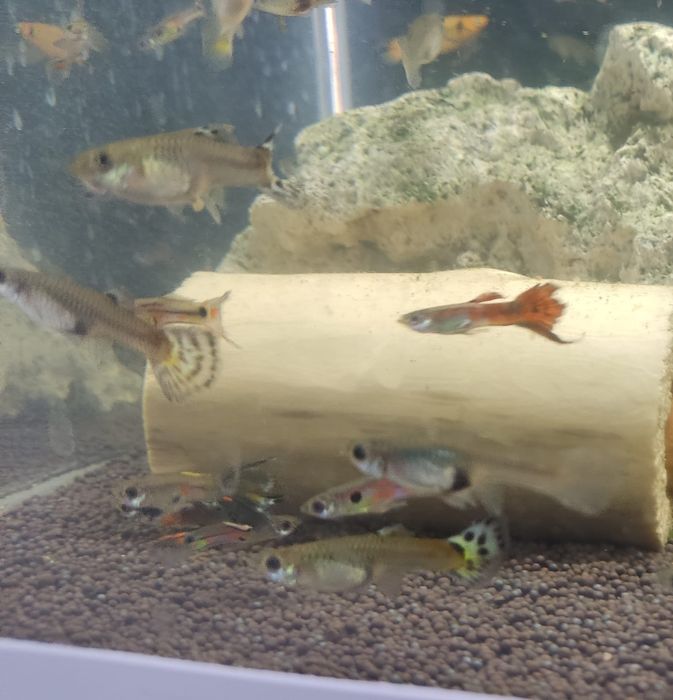 Продам рыбок гуппий.