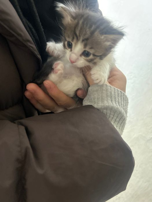 Отдам котенку в добрые