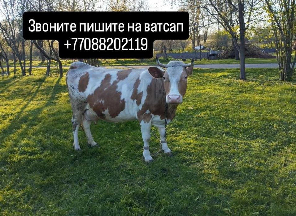 Мен жақсы сиыр сатамын.