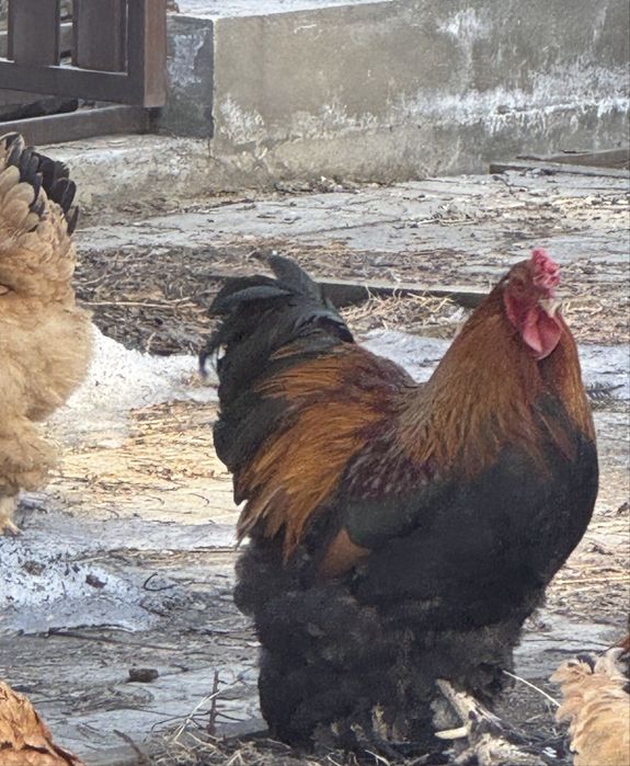 Продам петухов моллодые