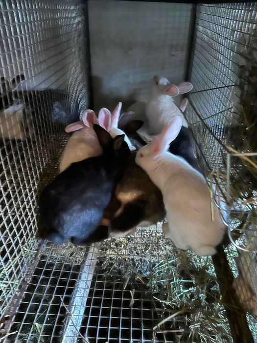 Iepurii hycole Francez!