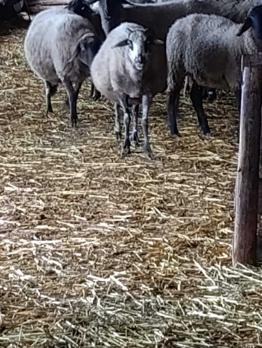 Продавам овце продавам овце