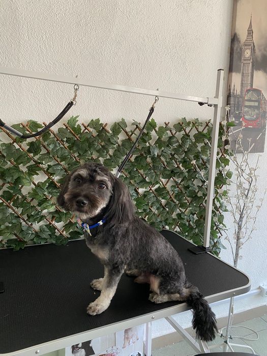 Frizerie canină-Lumea lui Avy