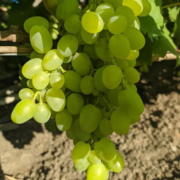 Виноградные саженцы