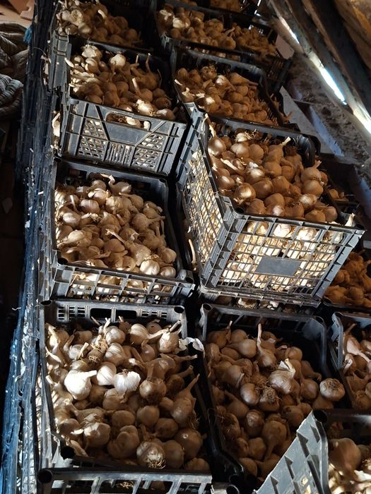 Vand usturoi de vara