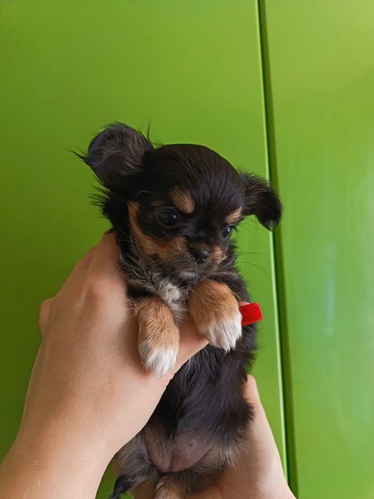 Щенки чихуахуа чистокровные