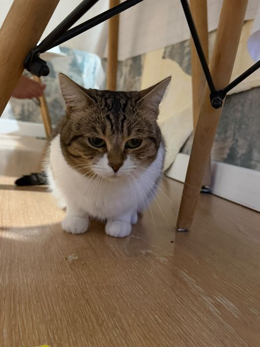 Отдам кота в хорошие руки