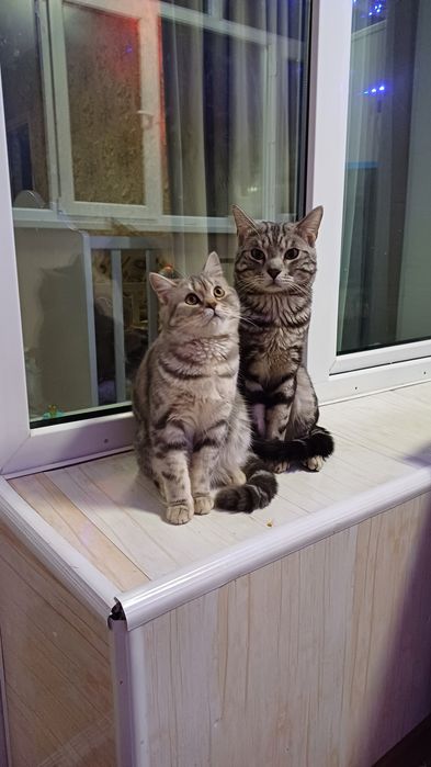 Продаются котята