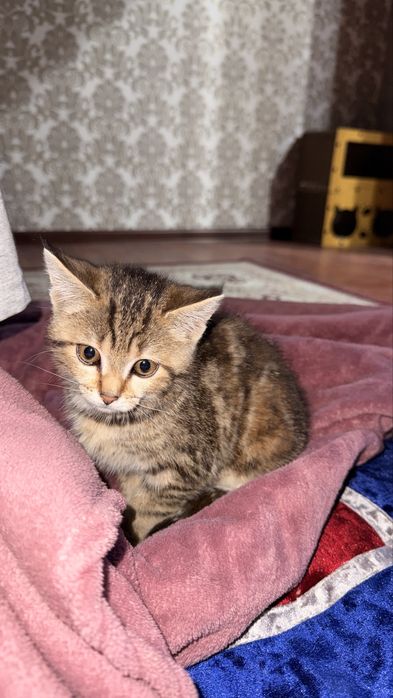 Котенок 3 месяцеы
