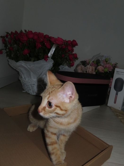 Продам котенка мальчик с кормом и лотком рыжий табби