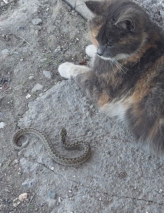 Котята от британки