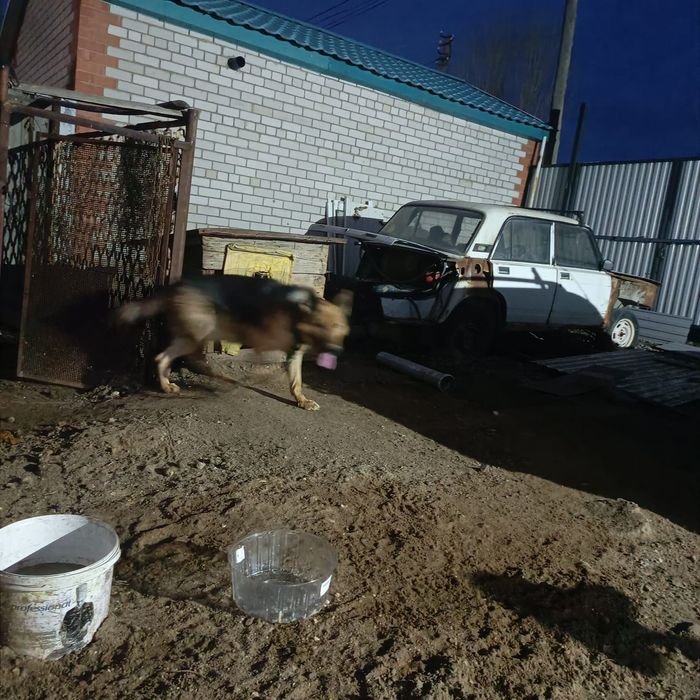 Срочно! Отдам нем.овчарка