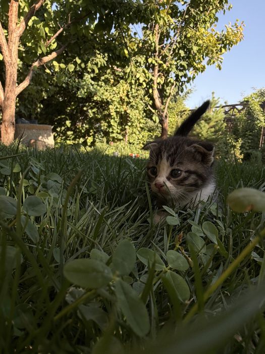 Срочно продам котят