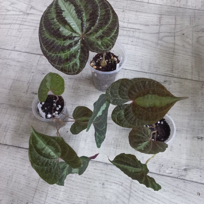 Комнатные растения.