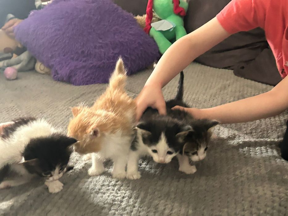 Отдам котят в добрые руки