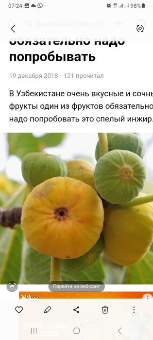 Інжір көшеті. Саженцы иржира