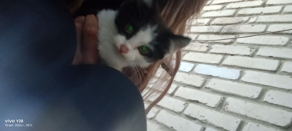 Отдам котят в хорошие руки