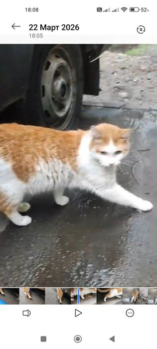 Пропал рыжий кот