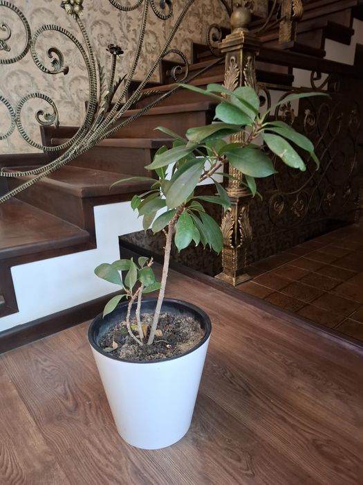 Yongʻoq soladigan fikus sotiladi