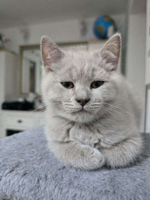 Pisici British Shorthair