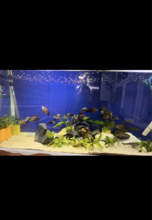 Трофеус бемба (Tropheus moorii bemba)