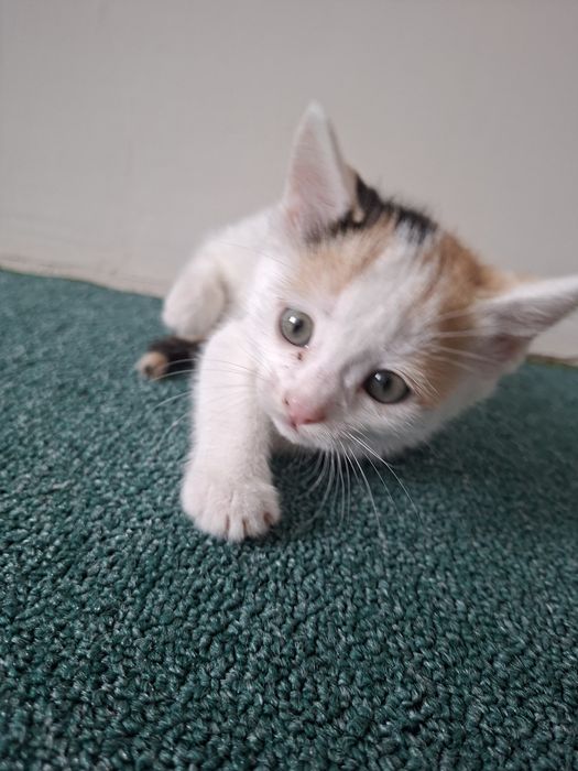 Отдаю котят британская короткошёрстная
