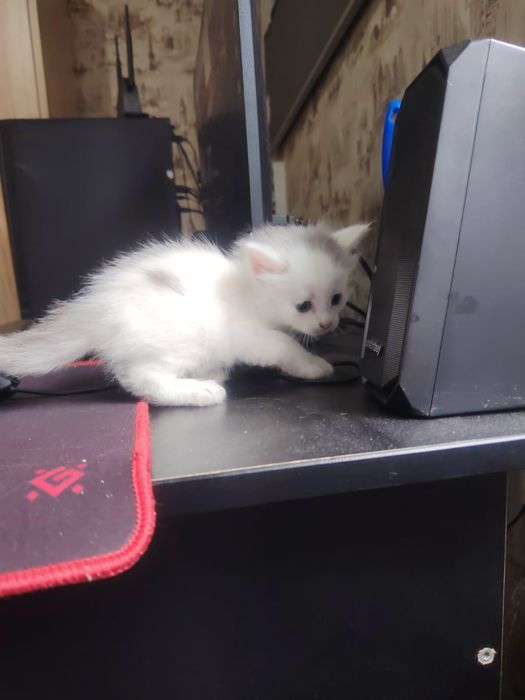 Отдам котят в добрые руки