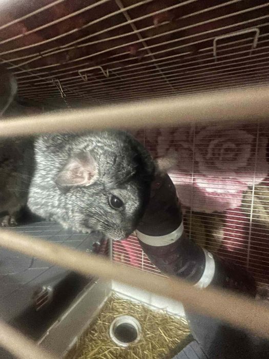 Vand sinsile toate odata sau la bucata pentru mai multe detalii sunati