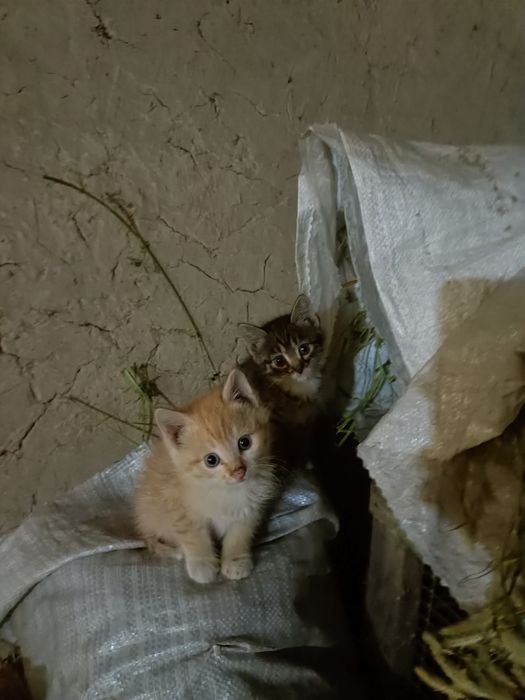 Отдам котят в добрые руки