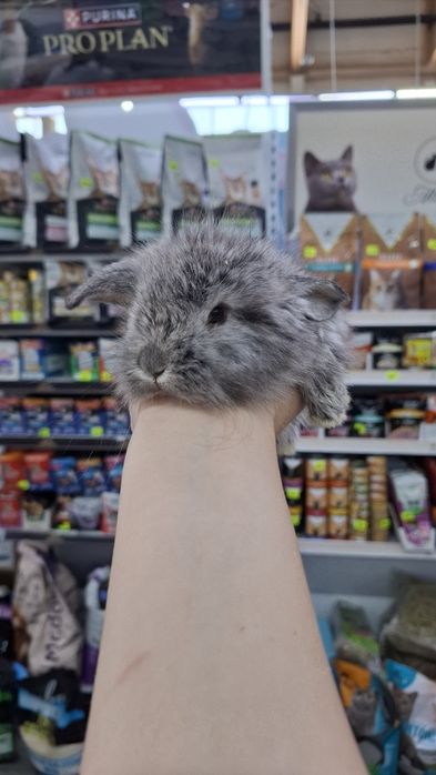 Декоративные крольчата