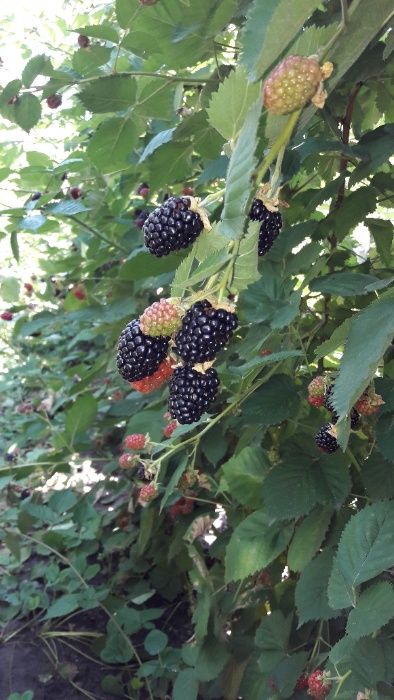 Mur Thornfree, Zmeur, Capsuni Remontant Albion, Fragi,  Smochin