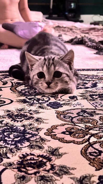 Кошка шотланскийй