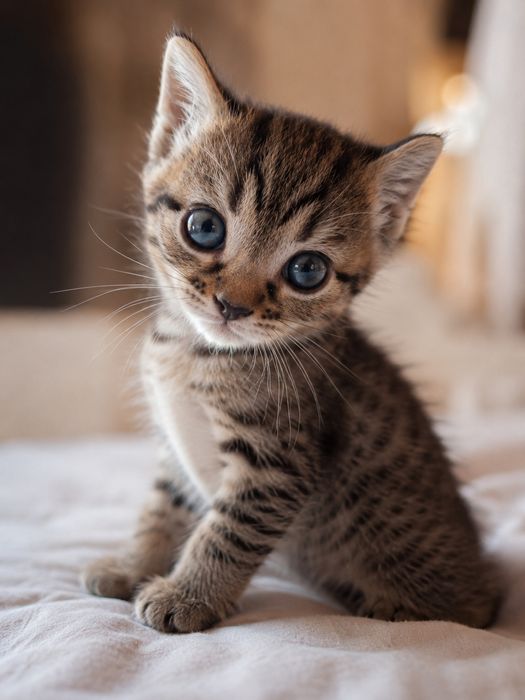 Срочно котята ищут дом!