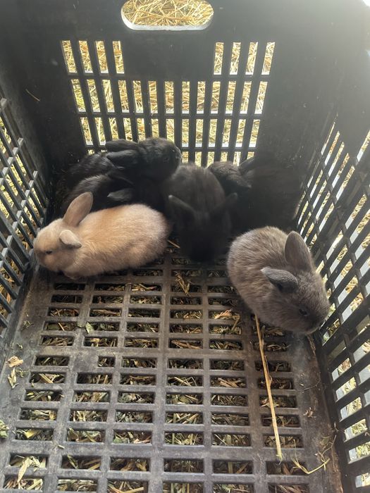 Iepurași Holland Lop ( berbec pitic)