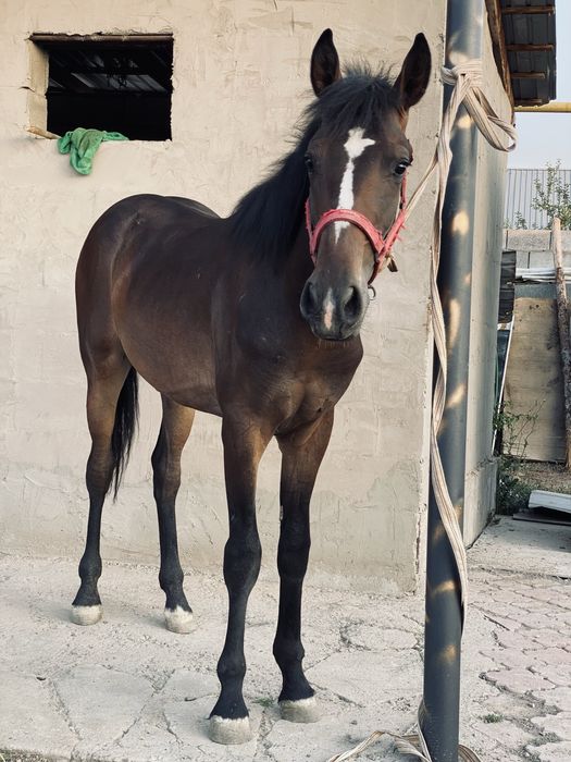 Кунан ат лошадь кунан шыгар полукров