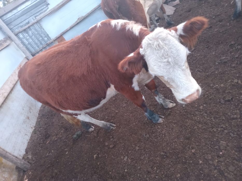 Ақбас сиырлар 3 жасарлар сатылады