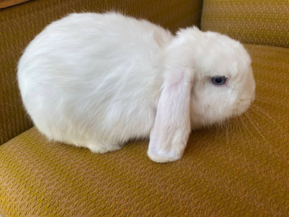 Quyon minilop
Sarigi karlik baran