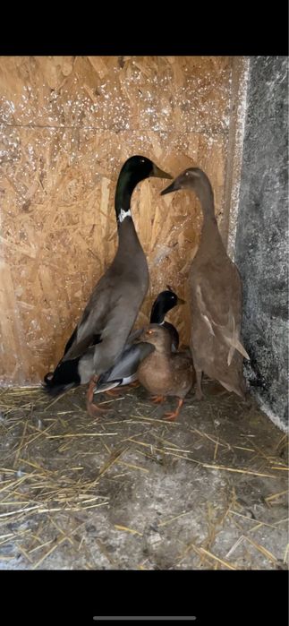 Vand rate pitice olandeze si alergatoare indiene